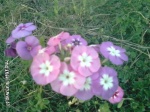Imrankhan439 Flowers6